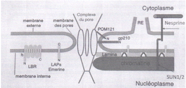 membrane nucléaire.png