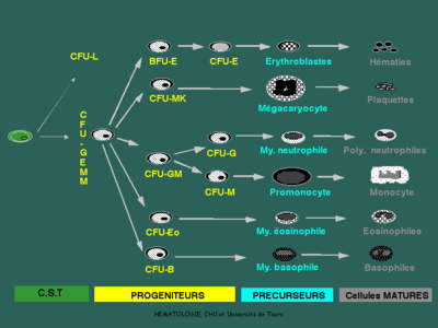hematopoiese9.png