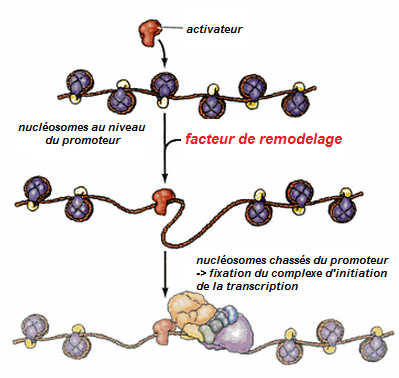nucléosomes promoteur.png
