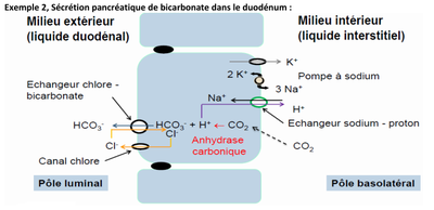 scrétion duodénum.png