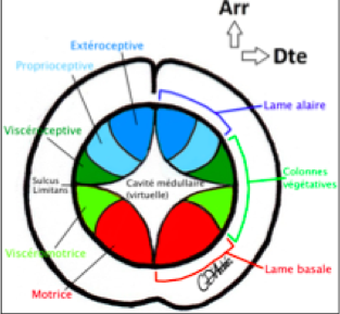 coupe de moelle embryonnaire .png