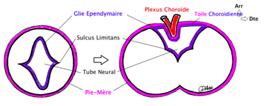 sulcus limitans .png