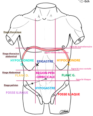 vue de face du tronc .png