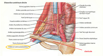 subclaviy_re_22922dfddd.png
