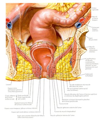 rectum.jpg