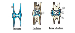 arthrogénèse synoviale.png