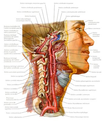artère cou .jpg