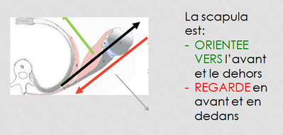 scapula.png