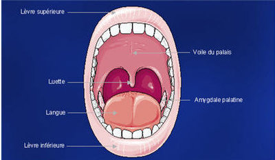 801165-schema-de-la-bouche.jpg