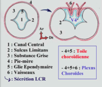 Plexus choroïdes.png