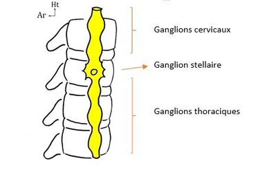 tronc sympatique.jpg