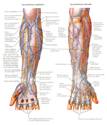 veines avant bras .jpg