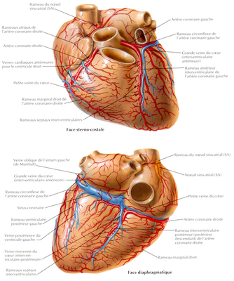 vascu veineuse du coeur .png