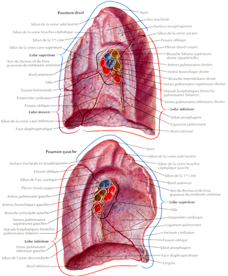 hiles pulmonaires.png
