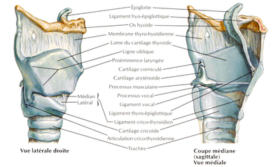 larynx.png