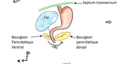 Formation pancréas.jpg