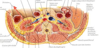 explication rein.jpeg