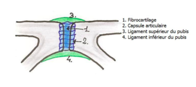 symphyse pubienne .png