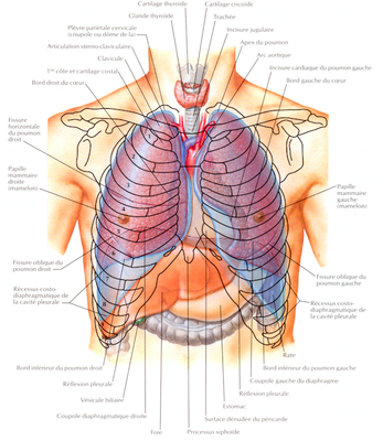 poumons.png