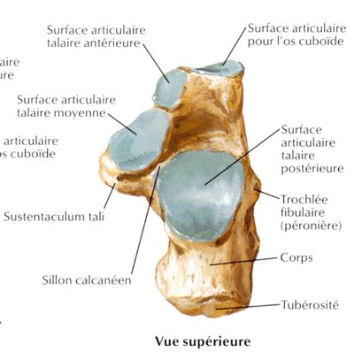 image calcanéus.jpg