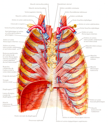 cage thoracique .png