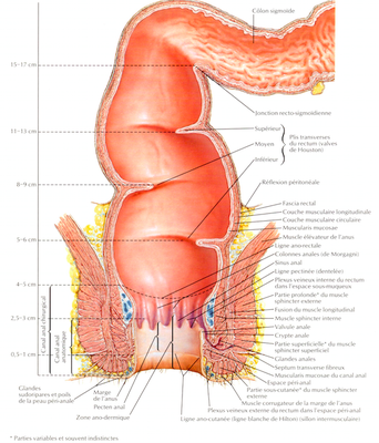 rectum.png
