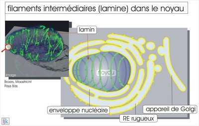 08_07A_filament_intermediaire_noyau_xl.jpg