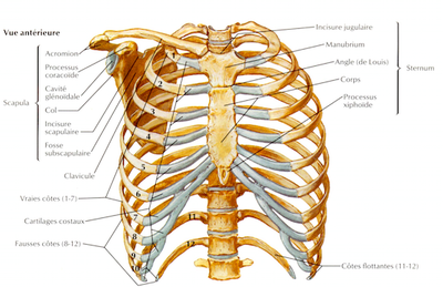 cage thoracique.png