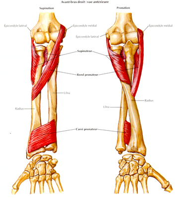 avant-bras.png