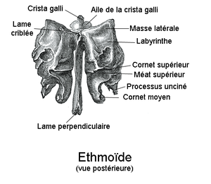 300px-Ethmoïde2.png