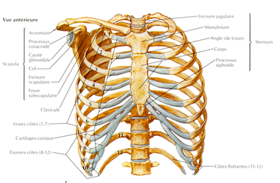 cage thoracique.png