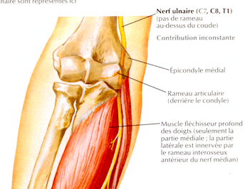 nerf ulnaire .png