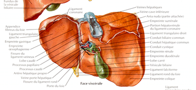 face inf du foie .png