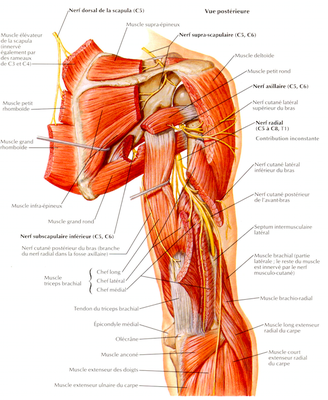 nerf sus-scapulaire .png