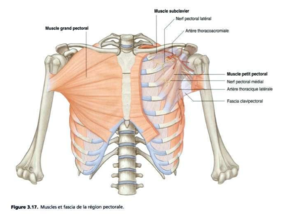 Grand Pectoral Grays.PNG