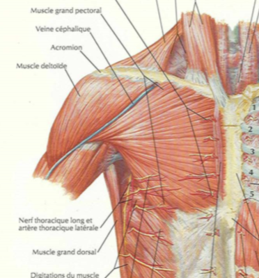 Grand Pectoral Netter.PNG