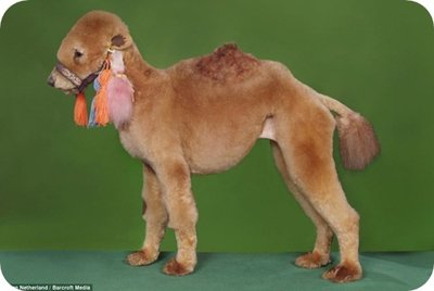 caniche-coupe-chameau.jpg