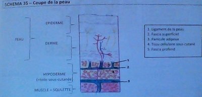 coupe de la peau.jpg