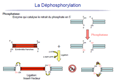 dephospho 2.PNG