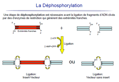 dephospho.PNG
