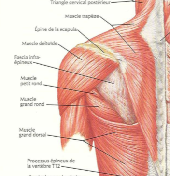 Deltoïde Faisceau Spinal.PNG