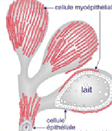 cellule myoépithéliale.png