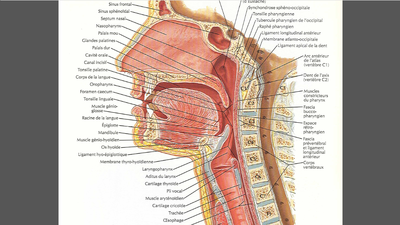 Pharynx.png
