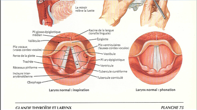 Glotte inspiration.png