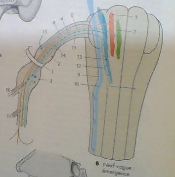 dogmatisme facultaire.jpg
