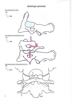 vertebre C1_0002.jpg