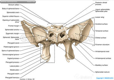 jugum sphénoidal.jpg