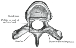 250px-Foramenvertebrale.png