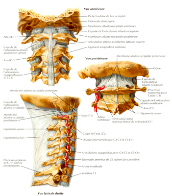 rachis cervical.png