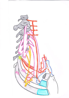 Région scalénique.jpg